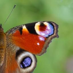 We are the official Cheshire and Wirral District Branch of Butterfly Conservation