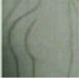 NettysButt Profile Picture