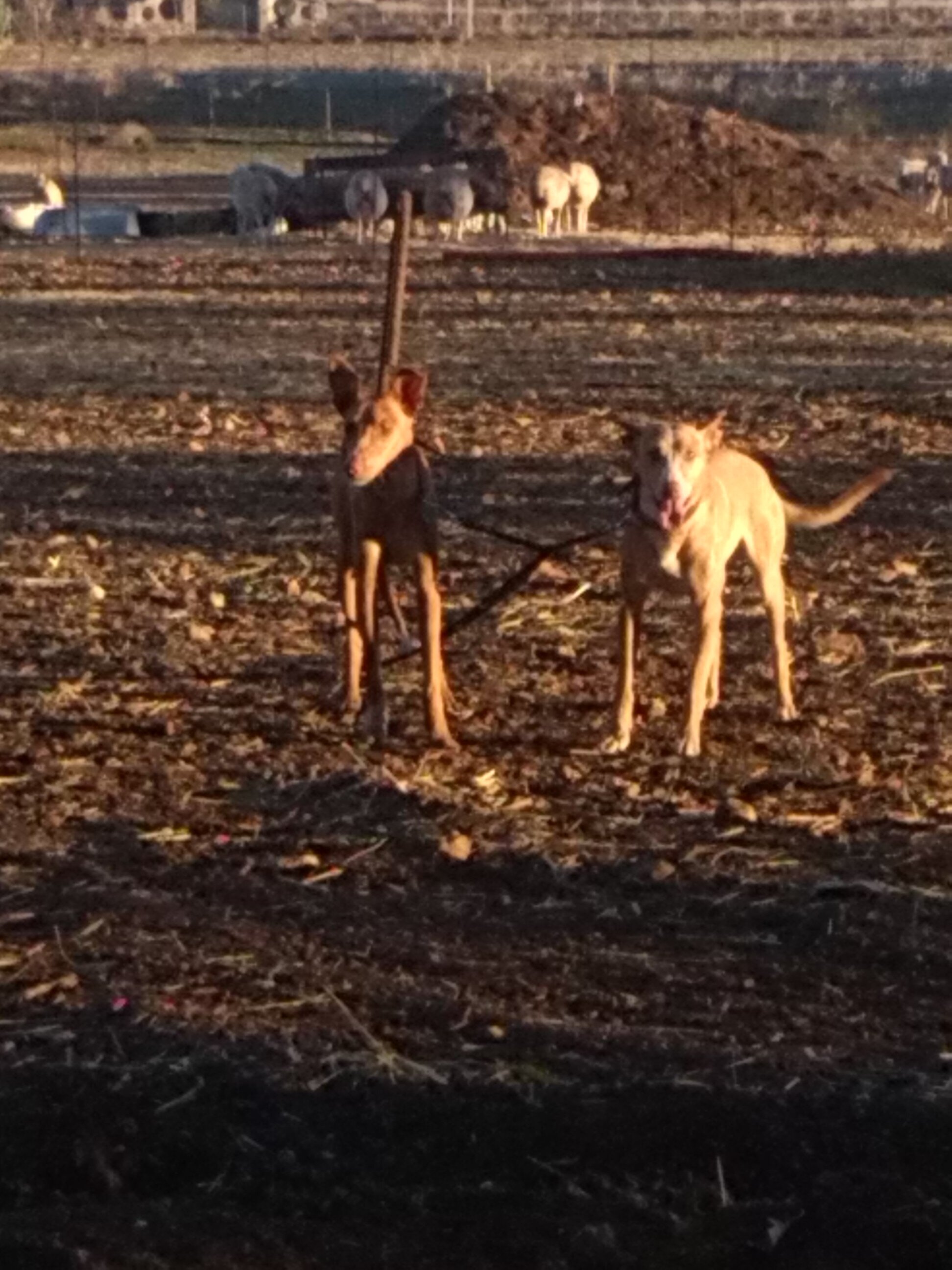 aitormonroy_'s profile picture. 