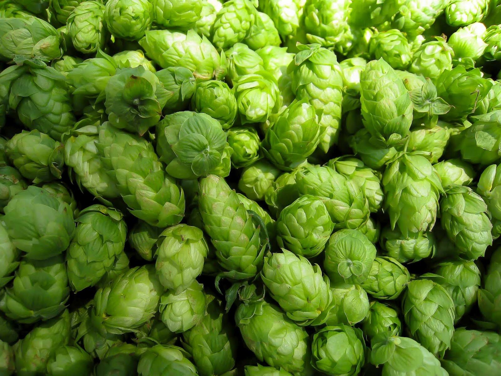 An AHA-recognized homebrew club in Indiana, Pennsylvania. Founded in Oct. 2007.