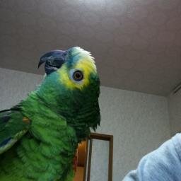 34歳のアオボウシインコ の飼い主 。 #bluefrontedamazon #pokemongo #ポケふた #サザンオールスターズ #ポルノグラフィティ #嵐 #timelesz