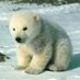Welsh Polar Bear (@welshpolarbear) Twitter profile photo