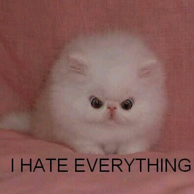 Meow