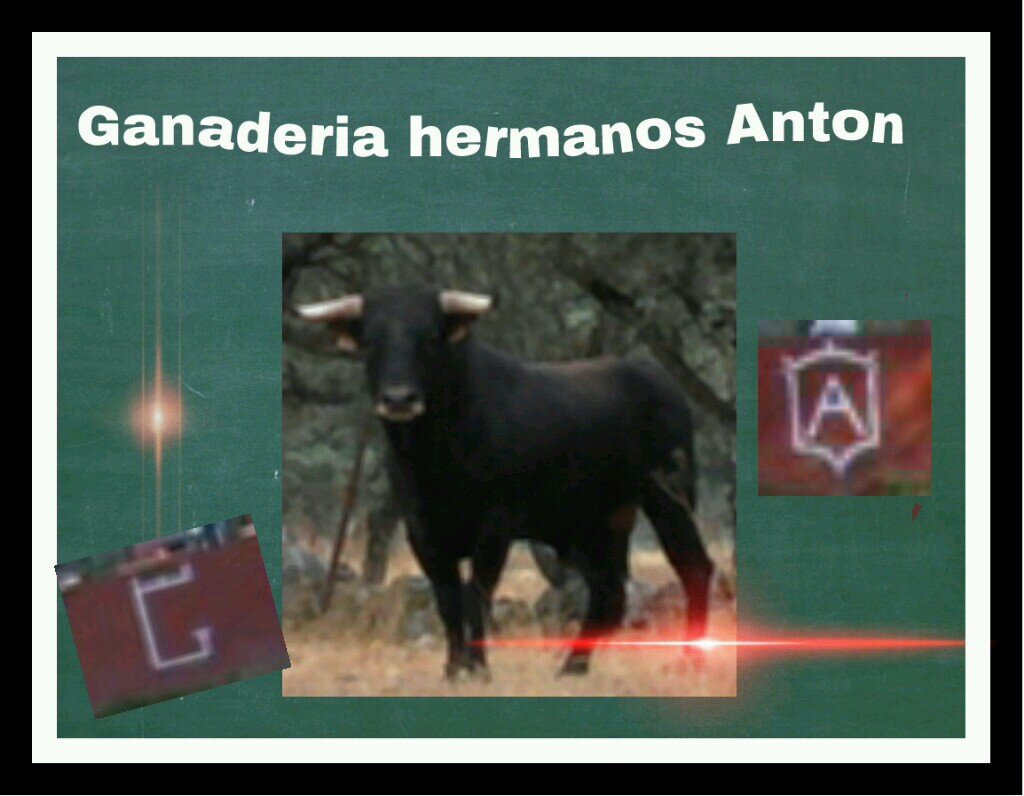 Ganadería hermanos Anton .

toros de lidia....