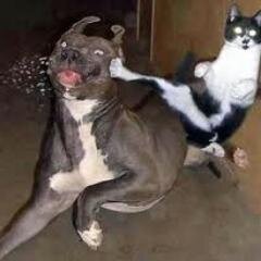 skcorsdwep's profile picture. 