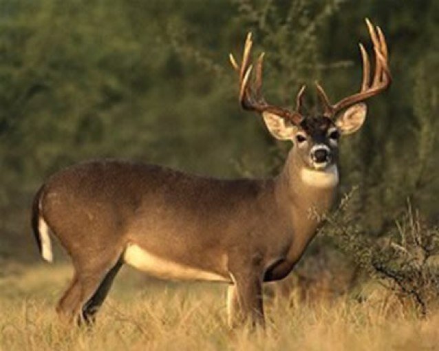 Your Whitetail Paradise Twitter!
Talk and brag hunting!

Send your deer pictures to whitetailparadise270@gmail.com