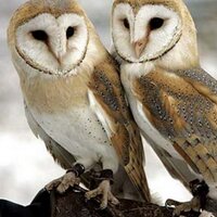 Jean Dagg (@barnowls1) 's Twitter Profile