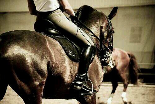 A trote se está bien, pero lo divertido es galopar.(Para amantes del caballo). Con las manos en las riendas, el corazón en la montura y los pies en los estribos