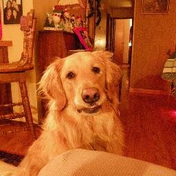 Schatzigabler's profile picture. Two great Chinese girls and two great dogs!