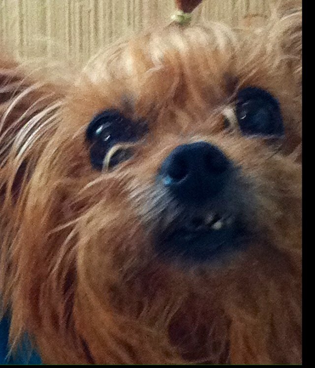 BettyMa24132277's profile picture. Mom of 2 beautiful adult daughters, 1 beautiful teen granddaughter and Yorkie named Boston. Gidget 13 1/2 year old Yorkie died 8/13