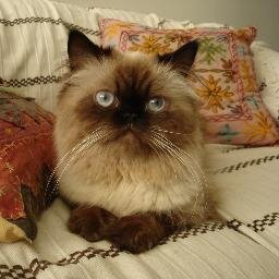 tobiasberlioz's profile picture. 