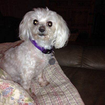 Profile Picture of Christi Kent-Watson (@clkent2) on Twitter