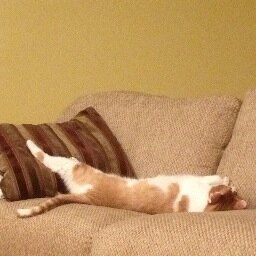 Expert Napper, Part Time Ninja, Feather & String Assassin