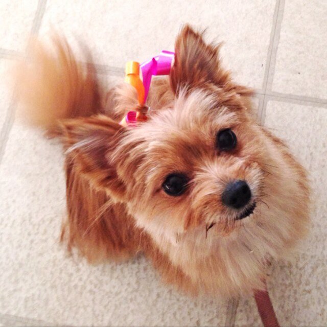 Here 2 make ur life a lil sweeter #BarksAndLicks xoxo Prada