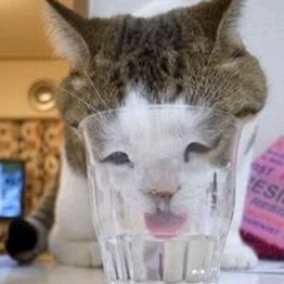 猫の爆笑 腹痛ッ画像 Neko Haraita Twitter