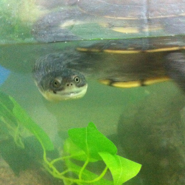 larrythaturtle's profile picture. lazzabazza