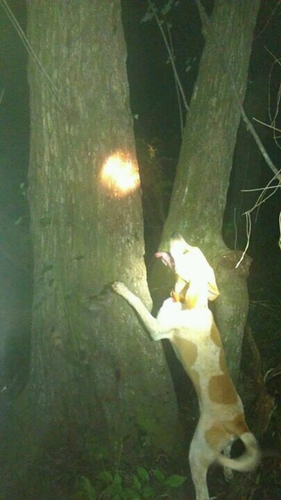 harriseric601's profile picture. coon hunting country boy