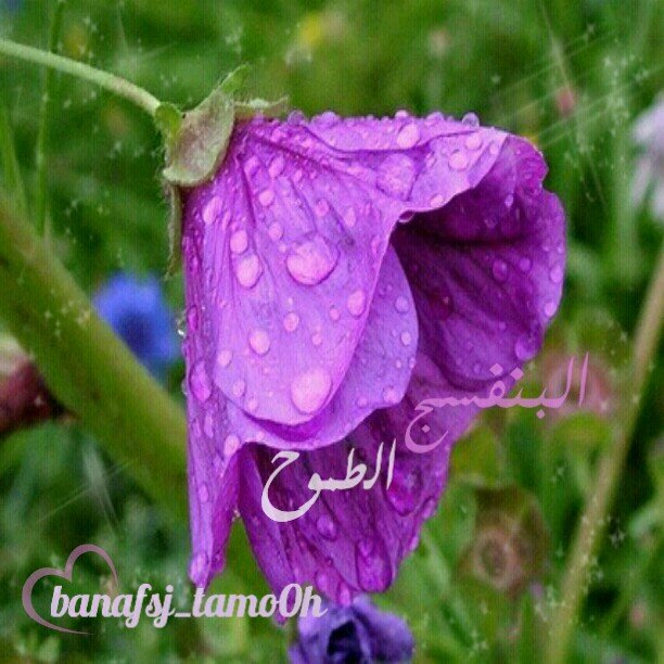 فريق تنموي تطوعي