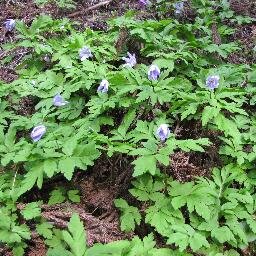 nanbu_somosomo's profile picture. 