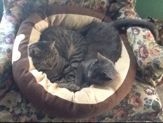 dreamsrus's profile picture. all about insurance