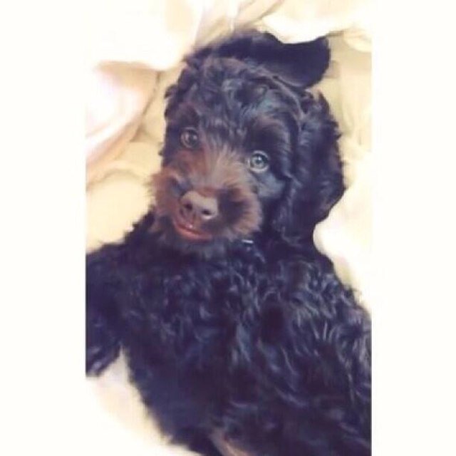 One of the Grande familly. My mommy is @ArianaGrande! I love Toulouse, Coco, Joan, Frankie, Colleen, Glozell, Nathan. ❤️