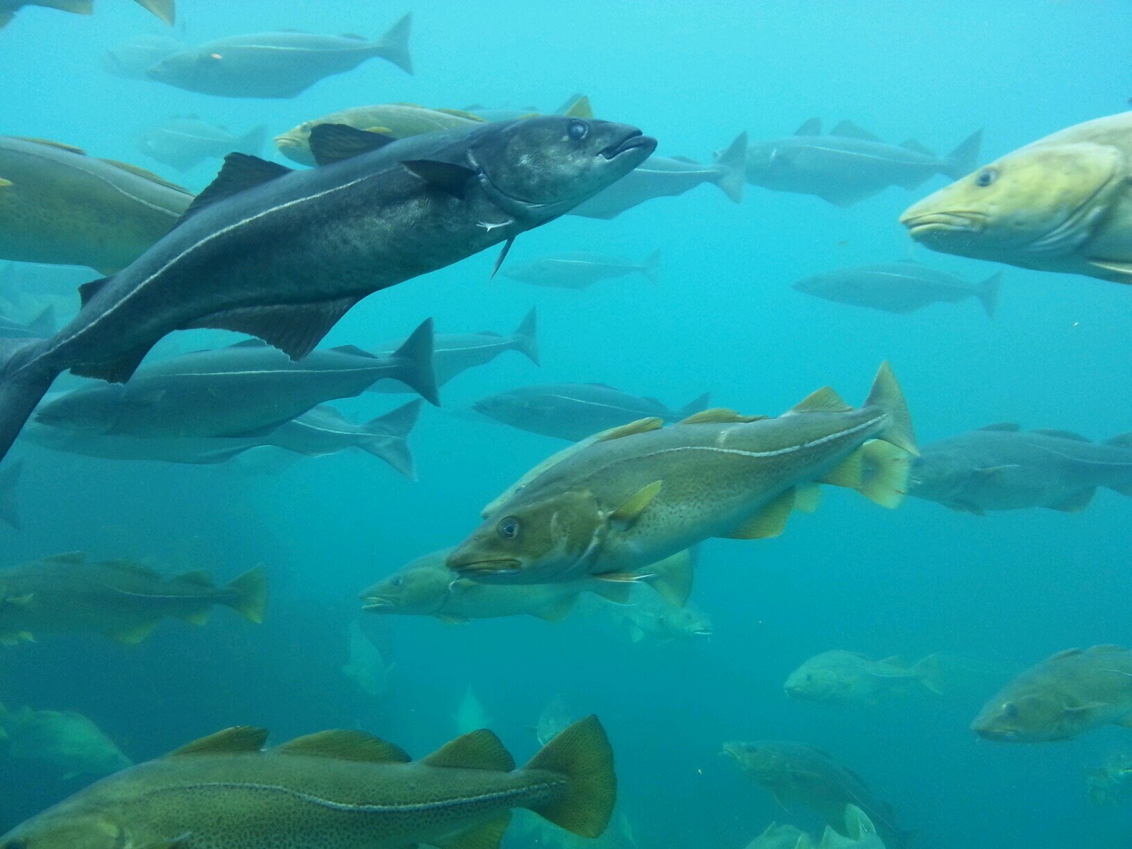 Addekvat's profile picture. 