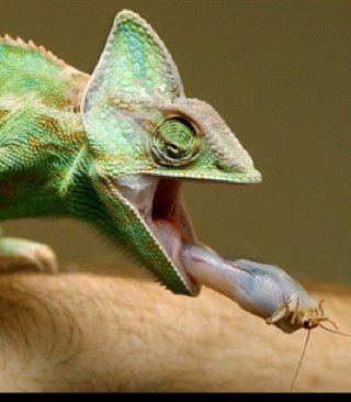 Cameleon_fr Profile Picture