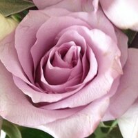 Beth (@eeebeth) 's Twitter Profile