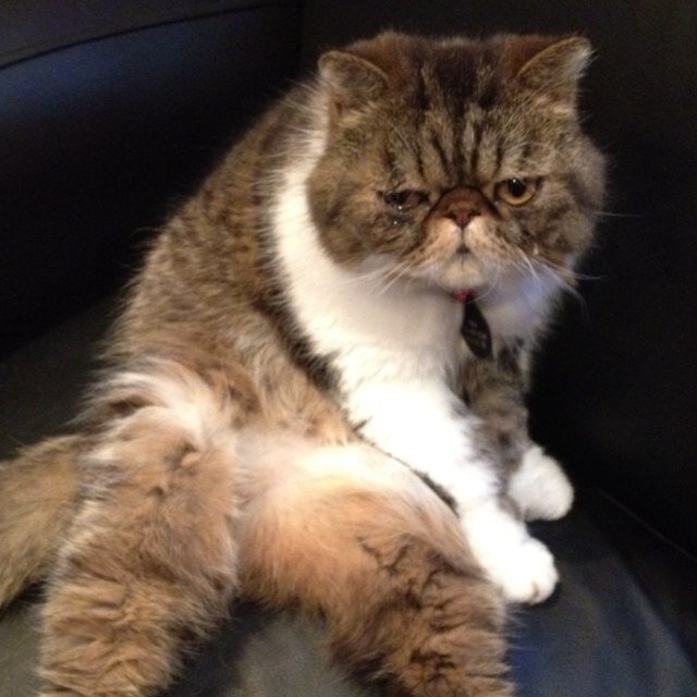 Grumpycatyoda's profile picture. Im as grumpy as they come