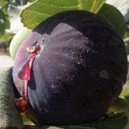 kaldonothman's profile picture. 