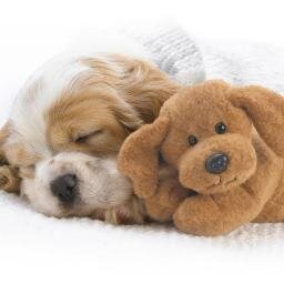 http://t.co/K6d1Skubpd tells you everything you need to know about feeding, and raising your new puppy.Great Blogs, Great Products and much more!