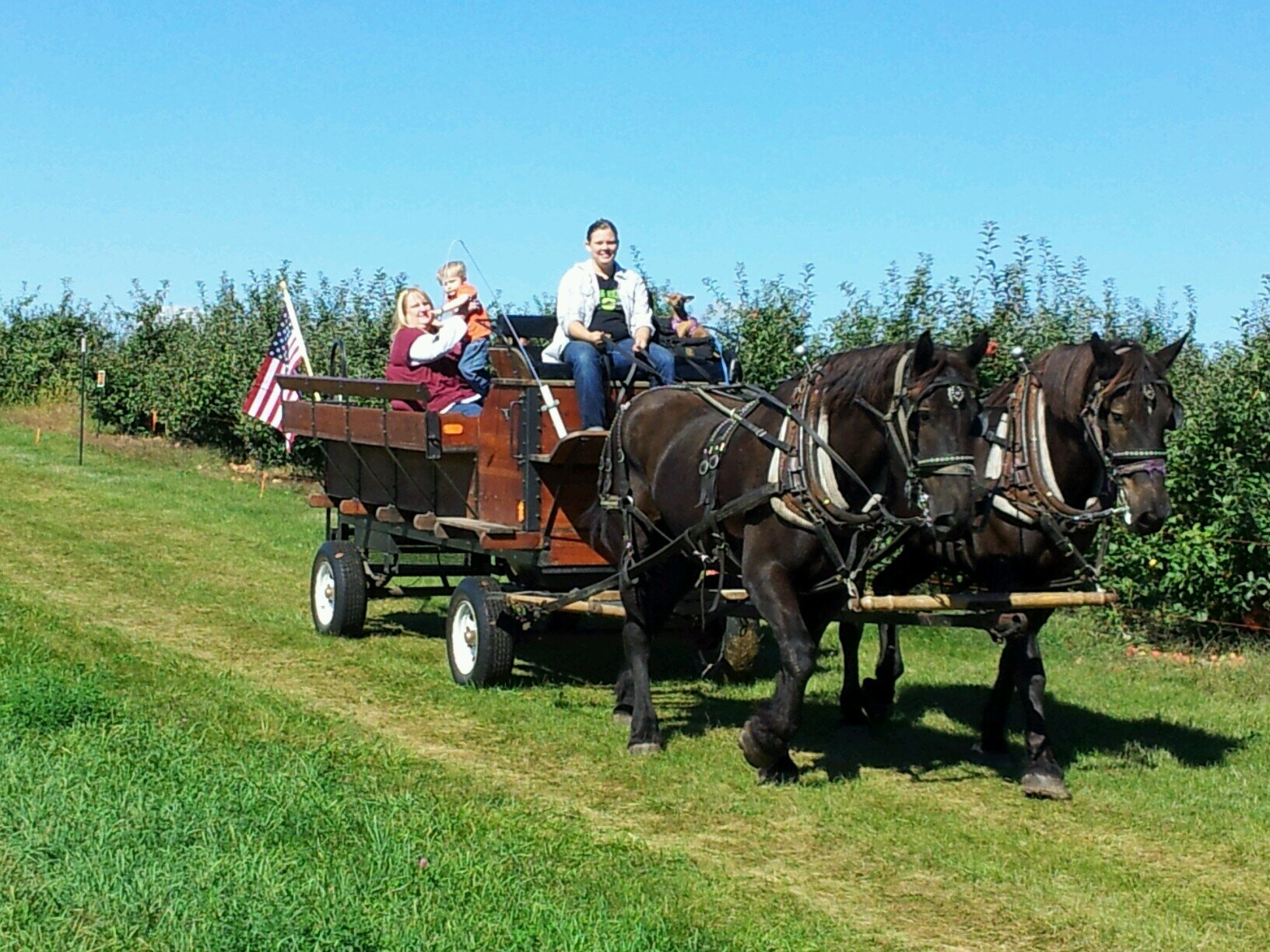 All about our horses and what's going on.