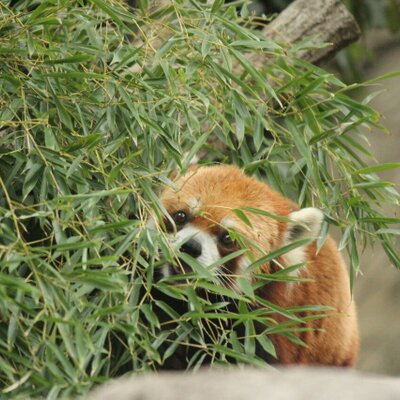 ネコツメ On Twitter 職員採用 求人 株 自然教育研究センター スタッフ募集 勤務先に足立区生物園と千葉市動物公園があります Https T Co Jktvnpg5fl