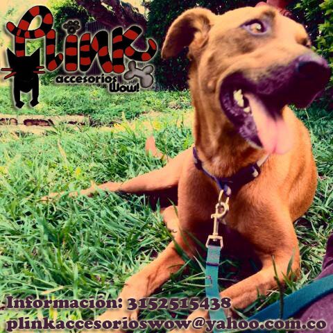 En Plink podrá encontrar accesorios hechos a Mano de manera sostenible que ayuda al Paraíso de la Mascota info plinkaccesorioswow@yahoo.com.co