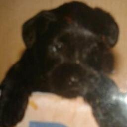 Storvito's profile picture. Criminólogo