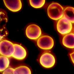 Biology Teachers of Portobello. We do not follow students but feel free to follow us for information, science in the news and study tips!
