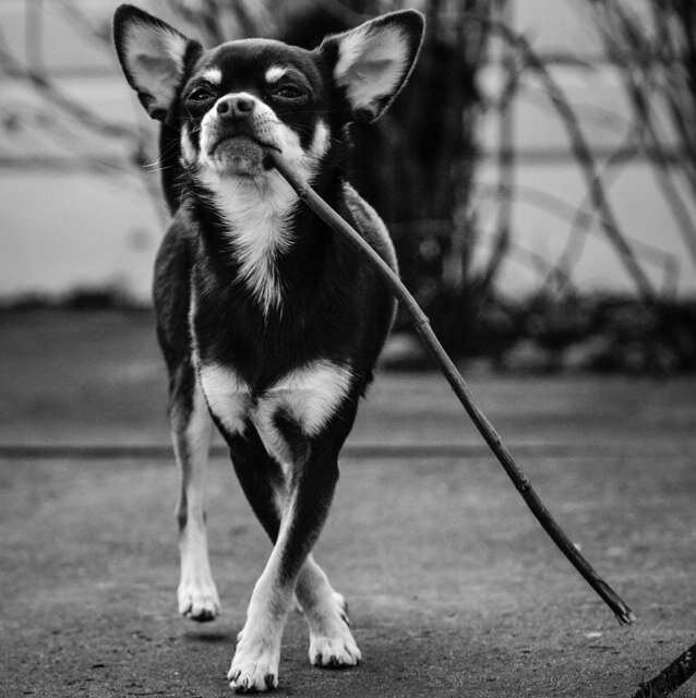 Bibi: 10-09-2011 & Boy: 02-06-2012 We love each other.. And al our chihuahua family members! 3