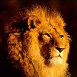 bigmrot's profile picture. 