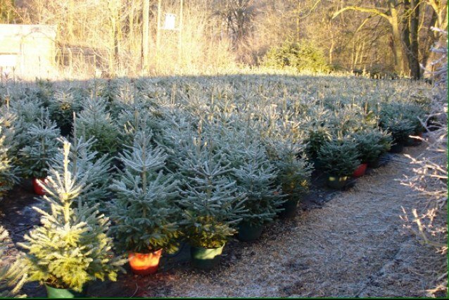 We have a large range of Christmas trees to choose from ✨