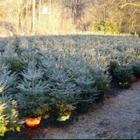 Keele Christmas Tree Farm (@keeletrees) 's Twitter Profile