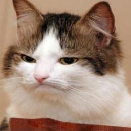 General lover of cats, genuinely sarcastic at every opportunity, and I play more video games than is probably healthy.