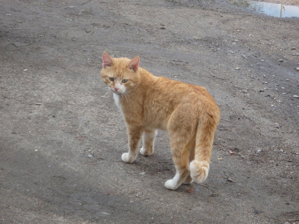 Зовут меня Феня) #Футбол #жизнь #Котэ #ФанатВарламова ))