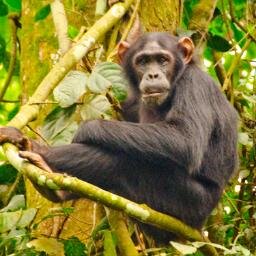 Official Twitter account of African Primates - the IUCN/SSC Primate Specialist Group's journal dedicated to the primates of Africa. OPEN ACCESS!