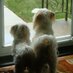 Ms Duke (@mydogdukie) Twitter profile photo