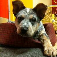 farm dog 🇨🇦 🇺🇦 🦊 (@bluffvalleyfarm) 's Twitter Profile