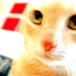 Reading & writing. Lover of crunchy sounds and animal shenanigans.