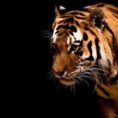 erikaerosa's profile picture. si los sueños no son grandes; no son sueños♥