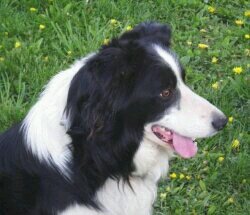 Healthcare worker, Paramedic, NRP and Human to a Border Collie named Quincy and Aussie named Odin