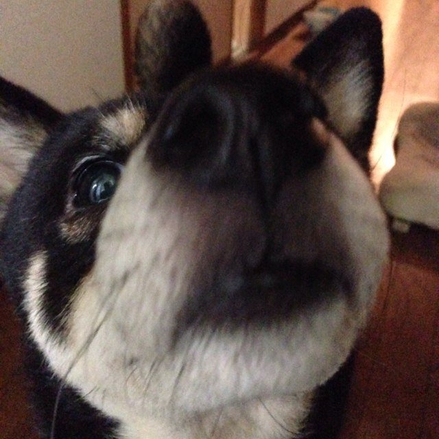 Cryptocurrency  BlackShibainu  Meme coins