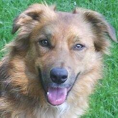 I'm a very handsome and clever Collie Cross and I like to play Frisbee. Woof!